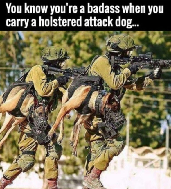 holstered attack dogs