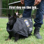 police dog first day on the job