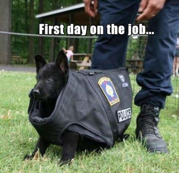 police dog first day on the job