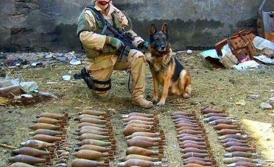 dog soldier bombs all in a day's work