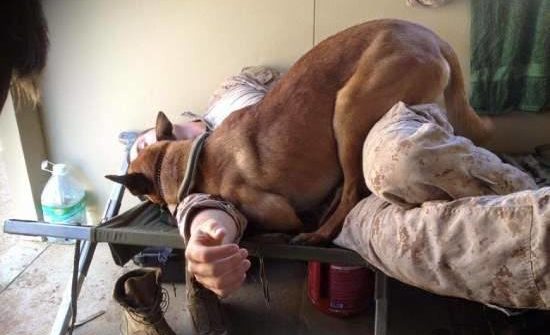 soldier dog rest all in a day's work