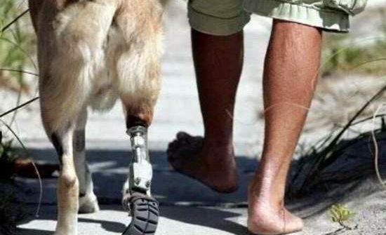 military dog amputated leg