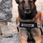 u.s. army dog battle ready