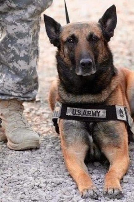 u.s. army dog battle ready