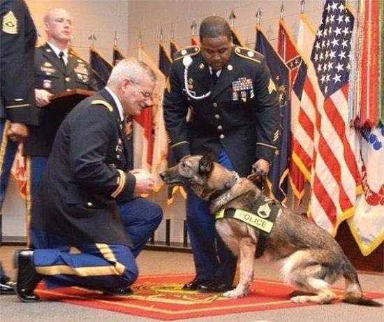 police dog honor