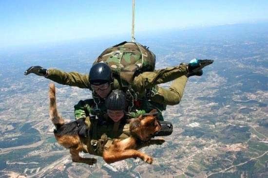 soldiers skydiving with dog