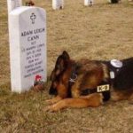 adam leigh cann usmc dog mourning at grave