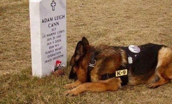 adam leigh cann usmc dog mourning at grave