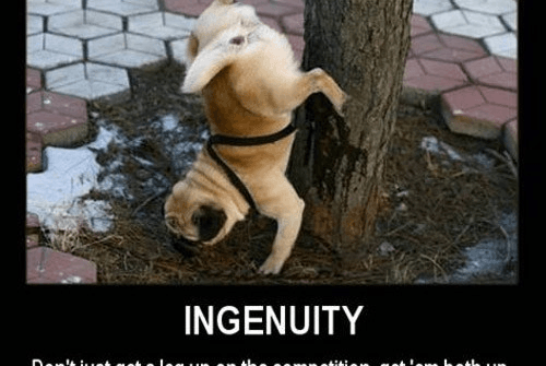 ingenuity dog funny dog pic